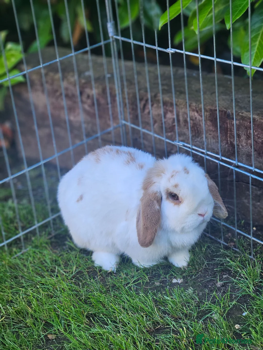 Mini Lop rabbits for sale: Gorgeous honey & white mini lop female - Advert 2