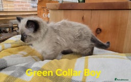 Ragdoll cats for sale: Beautiful fluffy Ragdolls / 2 boys left - Image 8