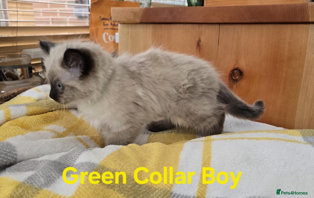 Ragdoll cats for sale: Beautiful fluffy Ragdolls / 2 boys left - Image 8