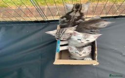 Persian cats for sale: Persian chinchilla mix of 3 boys left in St Albans - Image 7