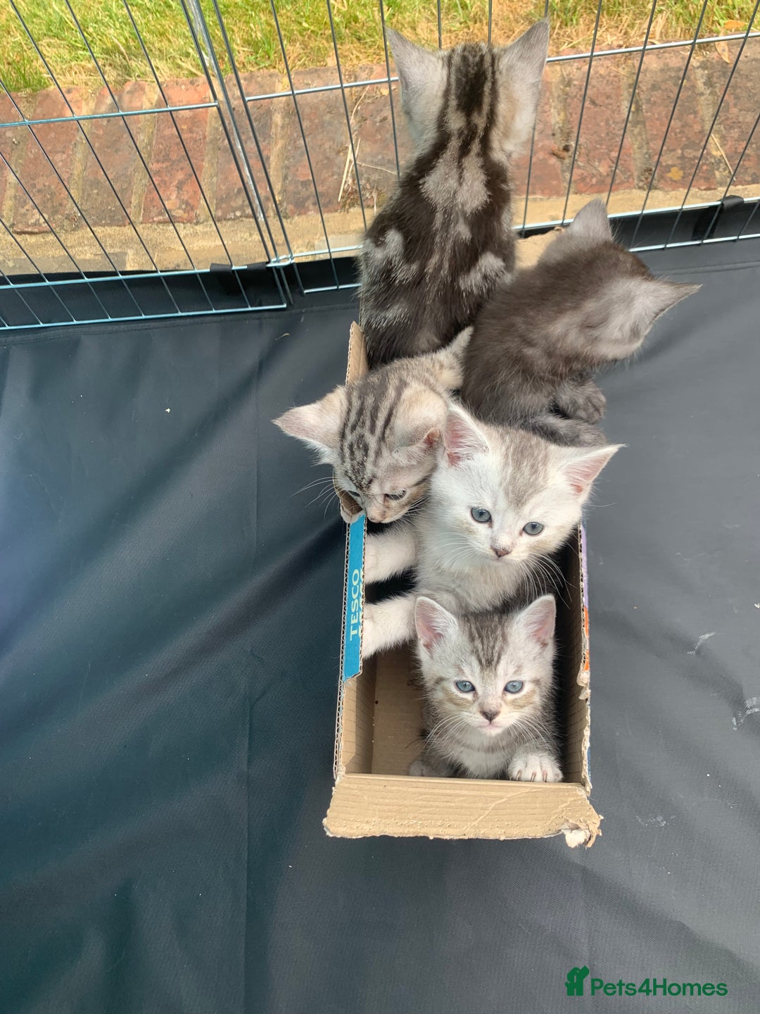 Persian cats for sale: Persian chinchilla mix of 3 boys left in St Albans - Image 7