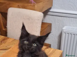 Maine Coon cats 😻 Ready Now X1 Male LEFT 😻Maine Coon Kittens 😻 - Advert 17