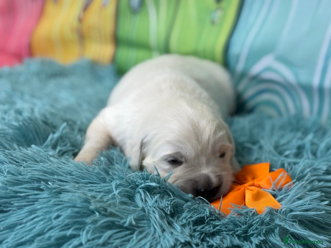 Golden Retriever dogs for sale: Beautiful KC reg DNA clear puppies available  - Advert 8