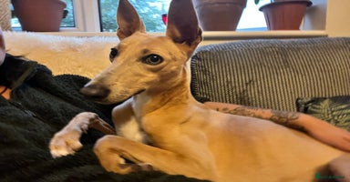 Lurcher dogs - Advert 2