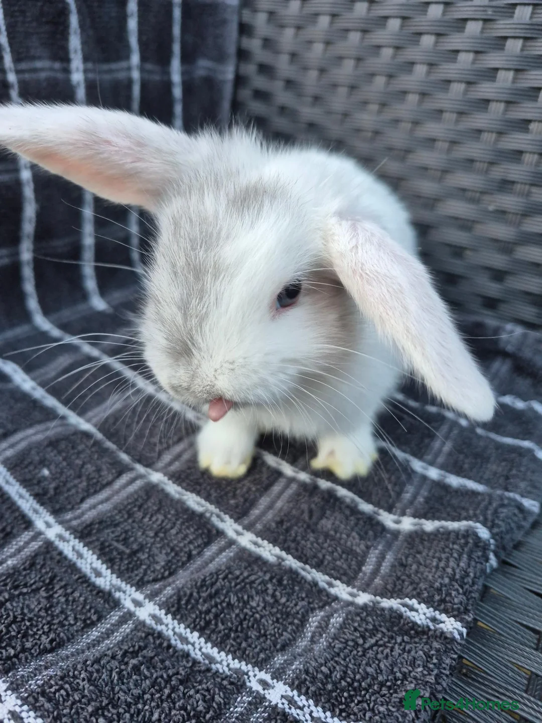 Mini Lop rabbits for sale: 🩷💙 Baby Pure-bred Mini Lops Ready Next Weekend! - Advert 10