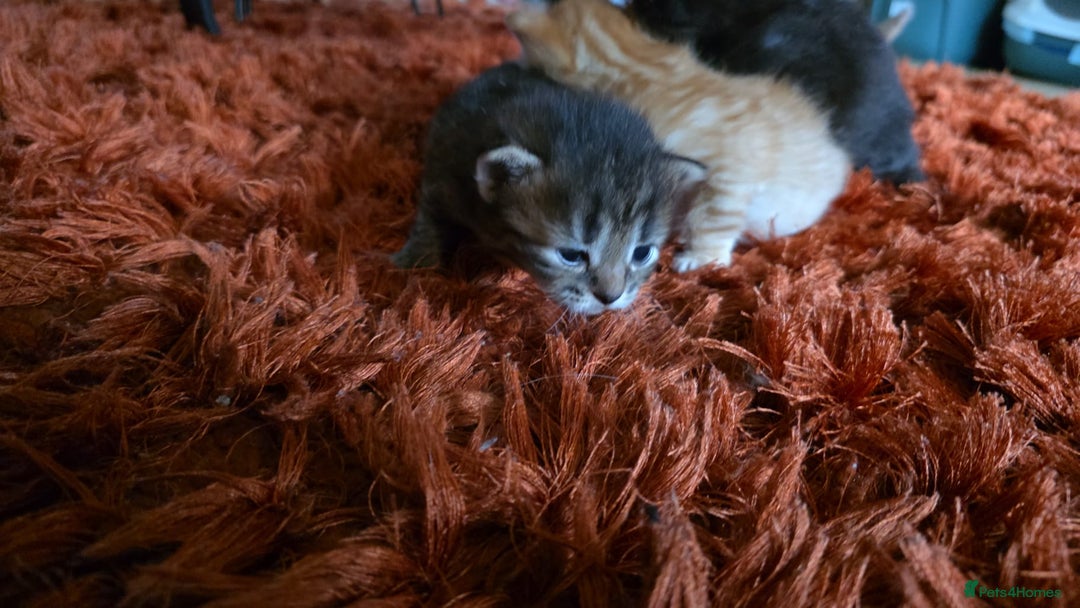 British Longhair cats for sale: 4 Adorable kittens for sale  - Advert 6