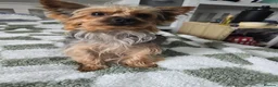 Yorkshire Terrier dogs for sale: Yorkshire terrier  in London - Advert 5
