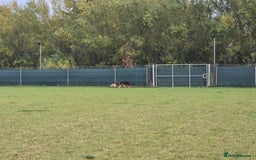 German Shepherd dogs for sale: 6 Month Old Millie  - Image 4