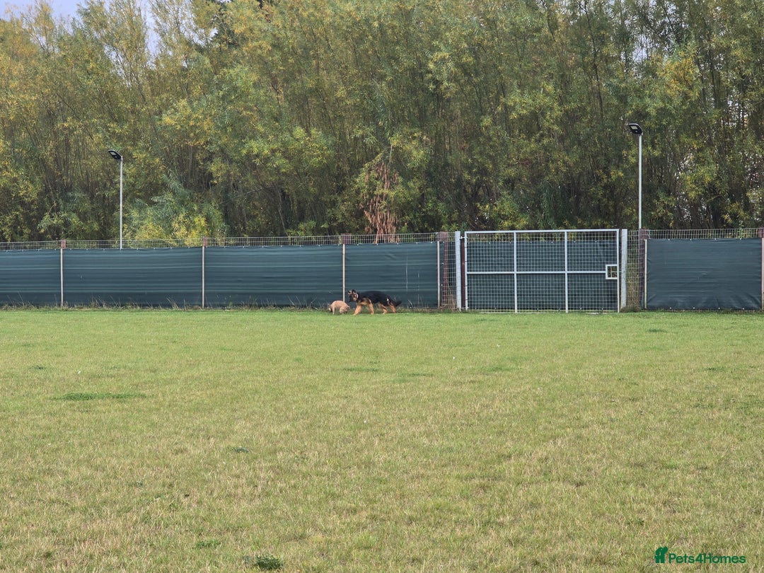 German Shepherd dogs for sale: 6 Month Old Millie  - Image 4