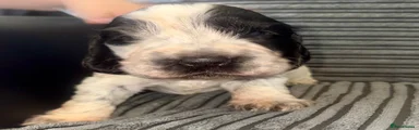 Cocker Spaniel 1