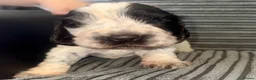 Cocker Spaniel dogs for sale: Beautiful show cocker puppies  - Advert 13