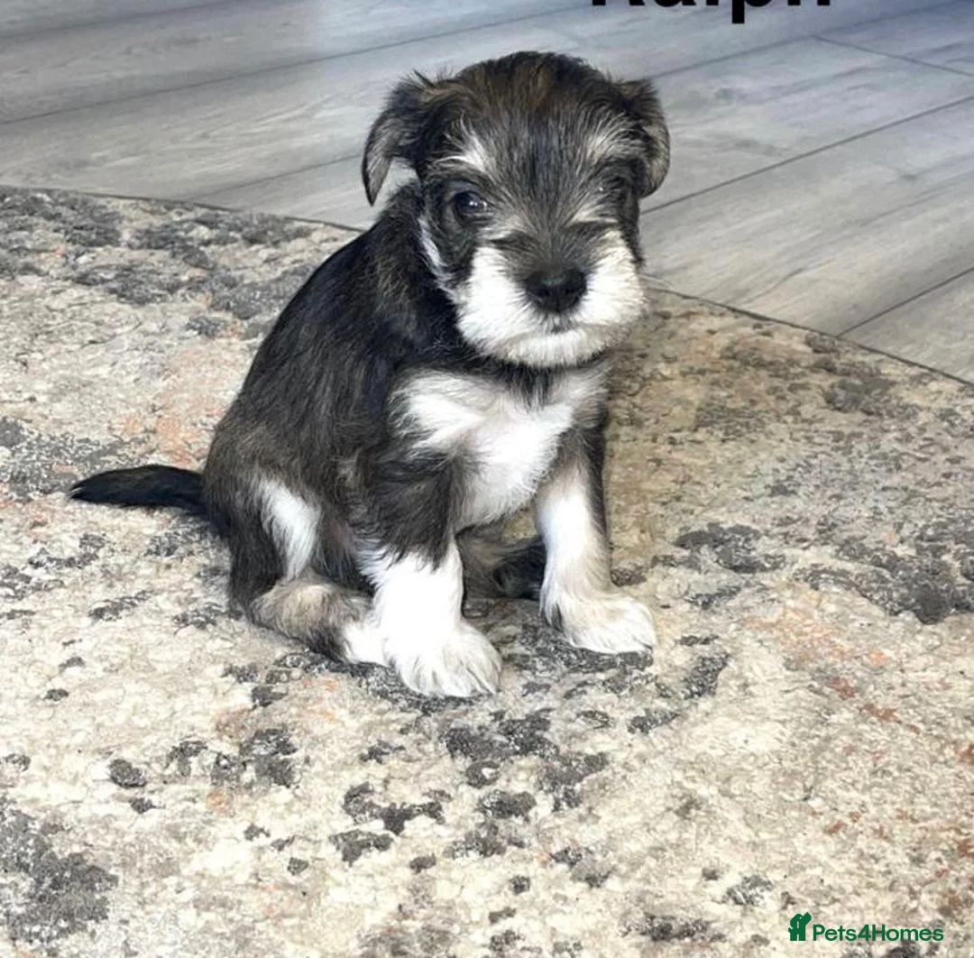 Miniature Schnauzer dogs for stud: KC CHOC/WHITE MIN SCHNAUZER BVA AND MAC CLEAR in Coventry - Advert 36