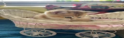 Scottish Fold cats for sale:  Kittens Ready for Their Forever Homes - Advert 12