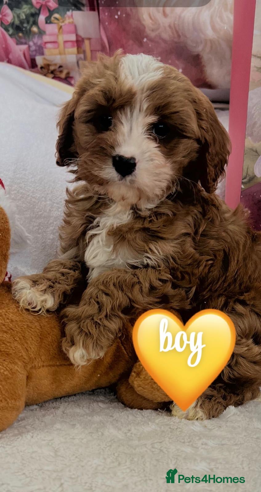 Cavapoo dogs Cavapoo boy pups ready now 🏡 - Advert 10