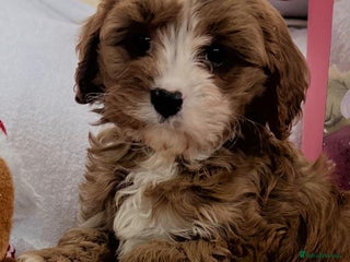Cavapoo dogs Cavapoo boy pups ready now 🏡 - Advert 10