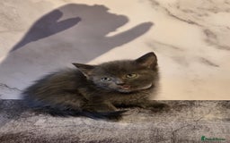 Russian Blue cats for sale: Russian Blue x - Image 18