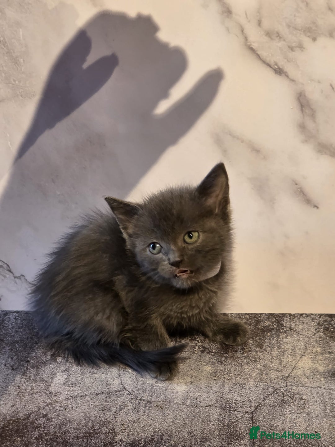 Russian Blue cats for sale: Russian Blue x - Image 18
