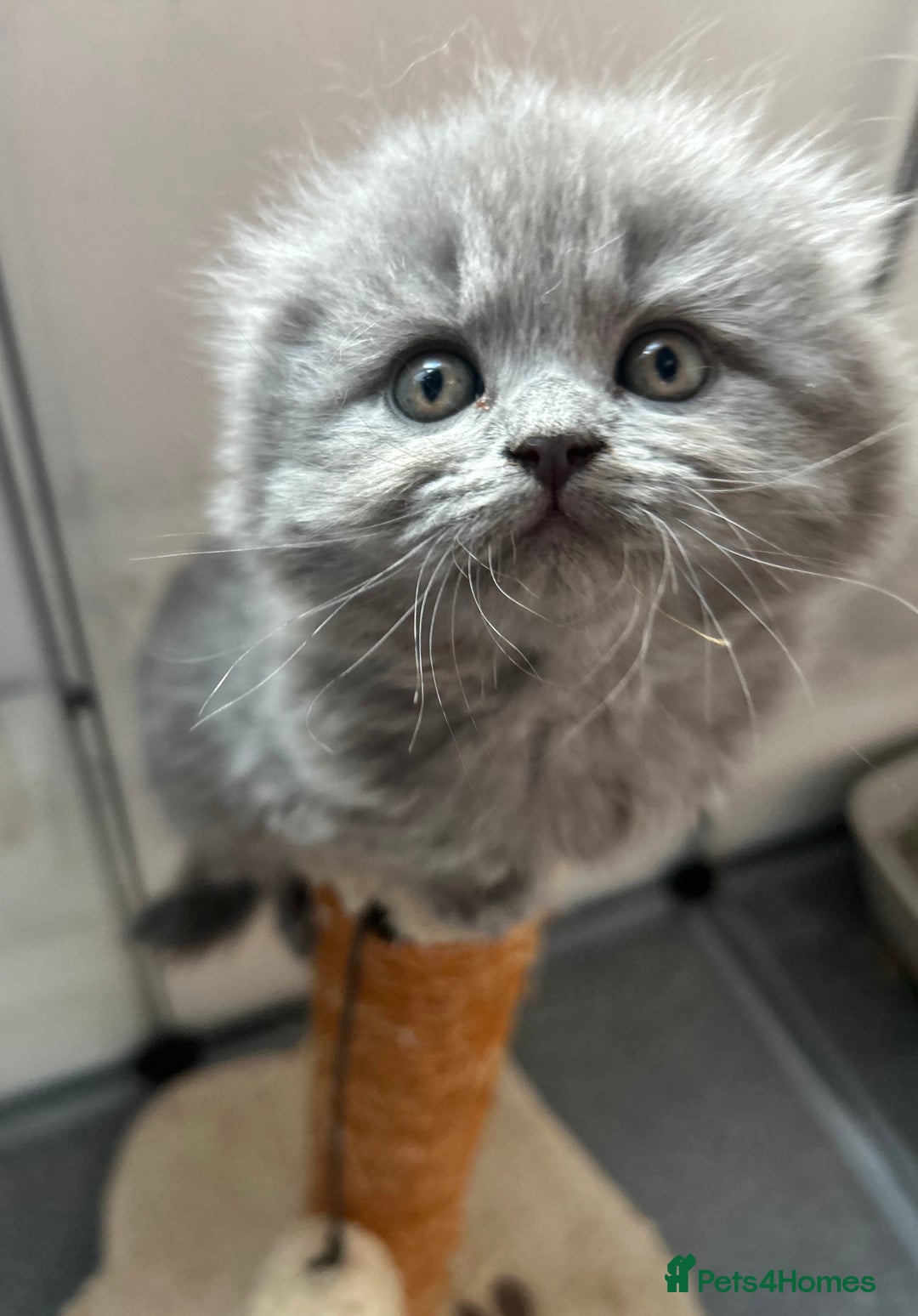 Scottish Fold cats for sale: Scottish fold kittens  - Advert 1