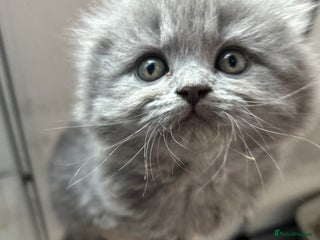 Scottish Fold cats Scottish fold kittens - Advert 1