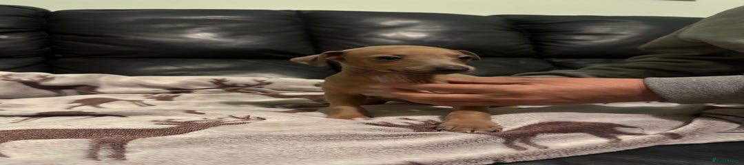 Italian Greyhound Puppy 2