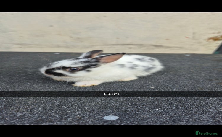 Lionhead rabbits - Advert 14