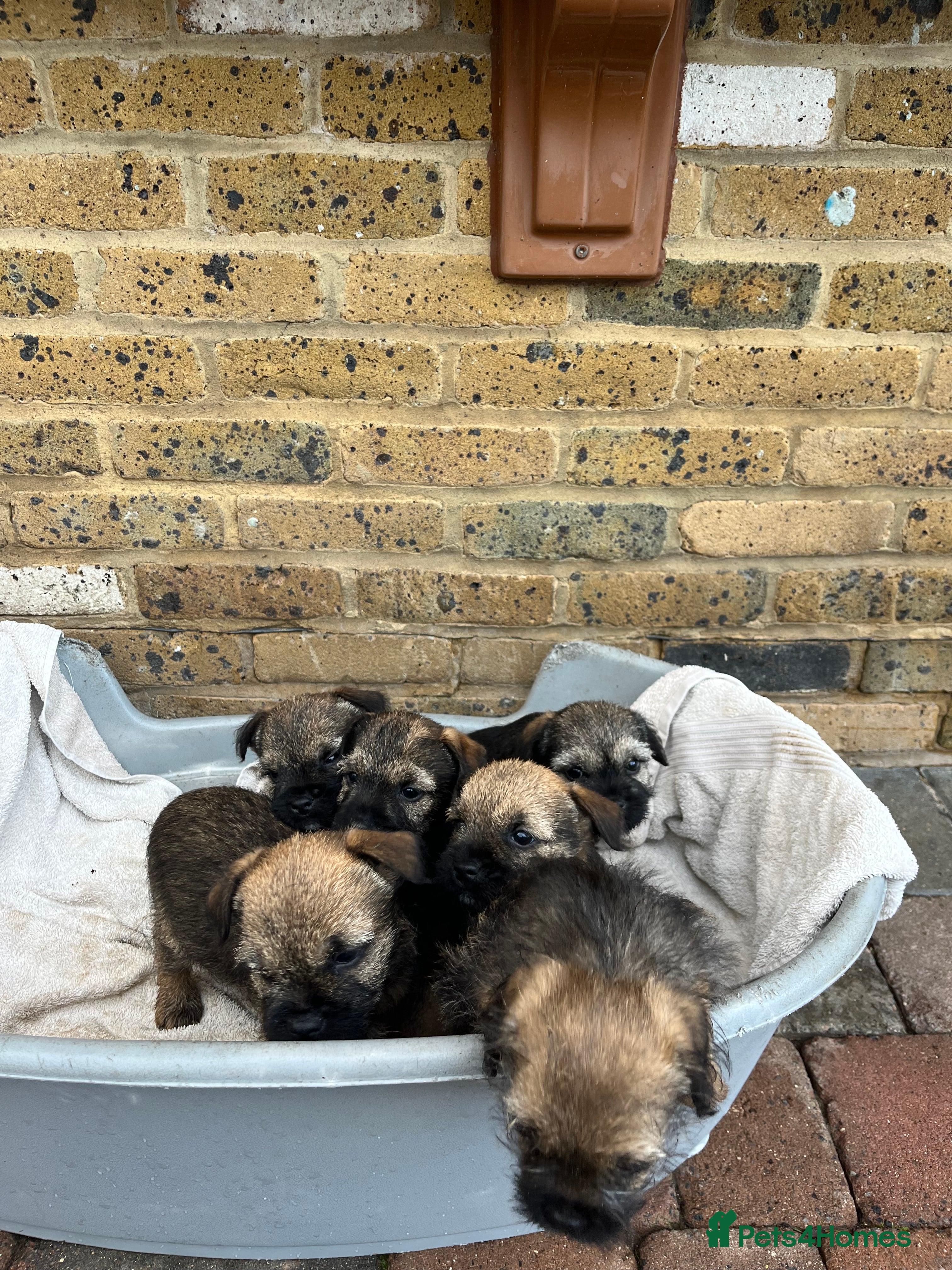 Border Terrier dogs Stunning border terries  - Advert 9