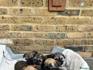 Border Terrier dogs Stunning border terries - Advert 9