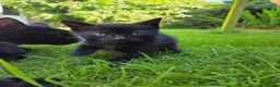 Mixed Breed cats for sale: Adorable black kitten - Advert 8