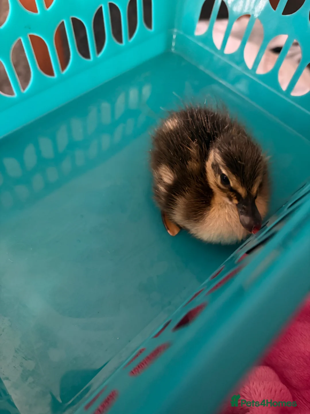 Ducks poultry for sale: One Indian runner duckling - Advert 1