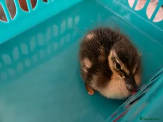 Ducks poultry One Indian runner duckling - Advert 2