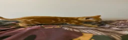 Mixed Breed cats for sale: Four beautiful boys - Advert 7