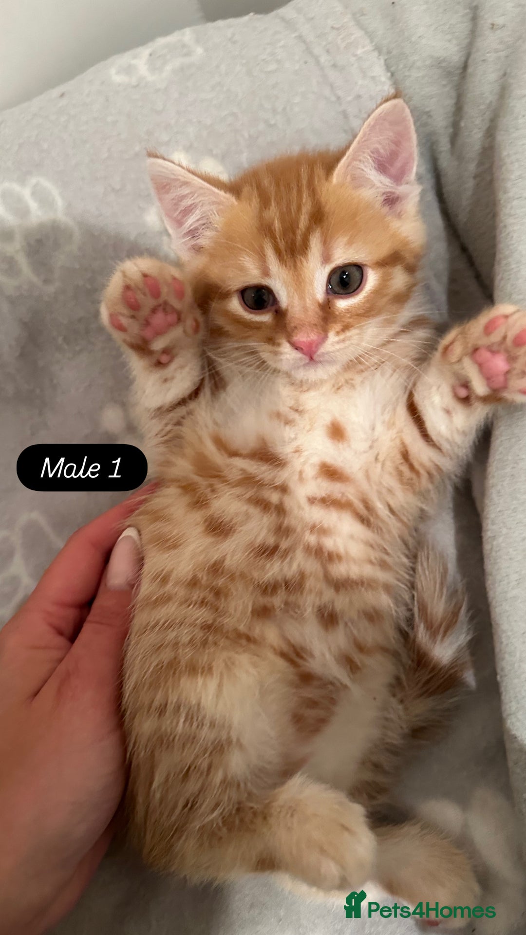 Persian cats for sale: Cute Ginger Male Kittens For Sale  - Advert 5