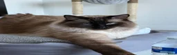 Ragdoll cats for sale: Beautiful Ragdoll brothers looking for good home  - Advert 9