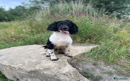 English Springer Spaniel dogs for stud: Black & White Stud - Well Bred/Health Tested in Leigh - Image 11