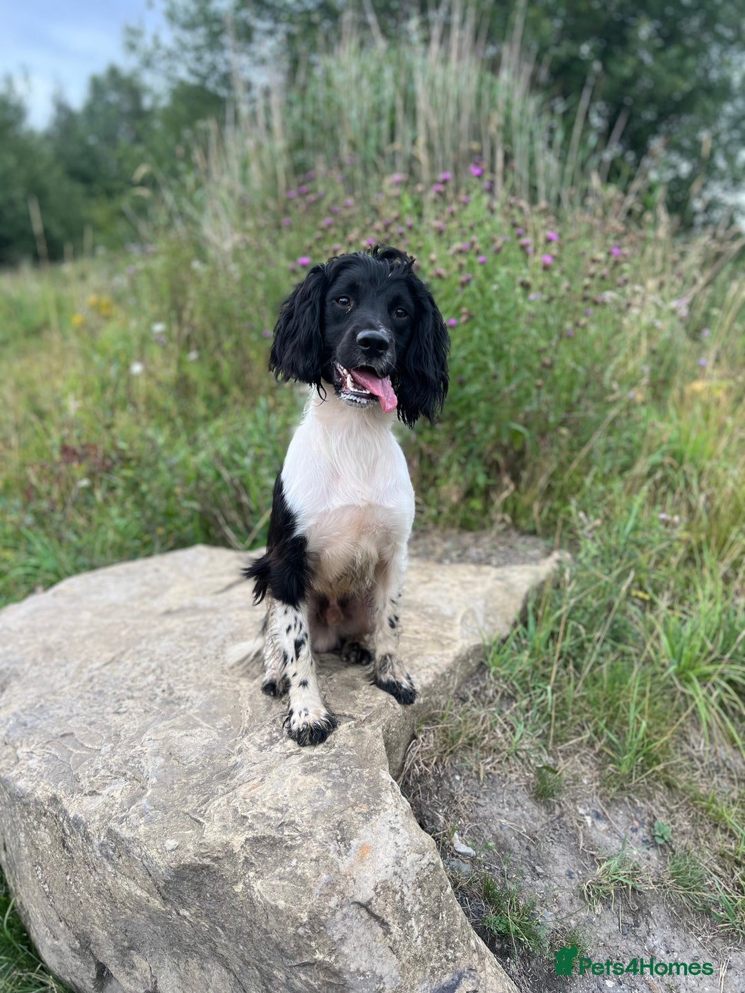 English Springer Spaniel dogs for stud: Black & White Stud - Well Bred/Health Tested in Leigh - Image 11