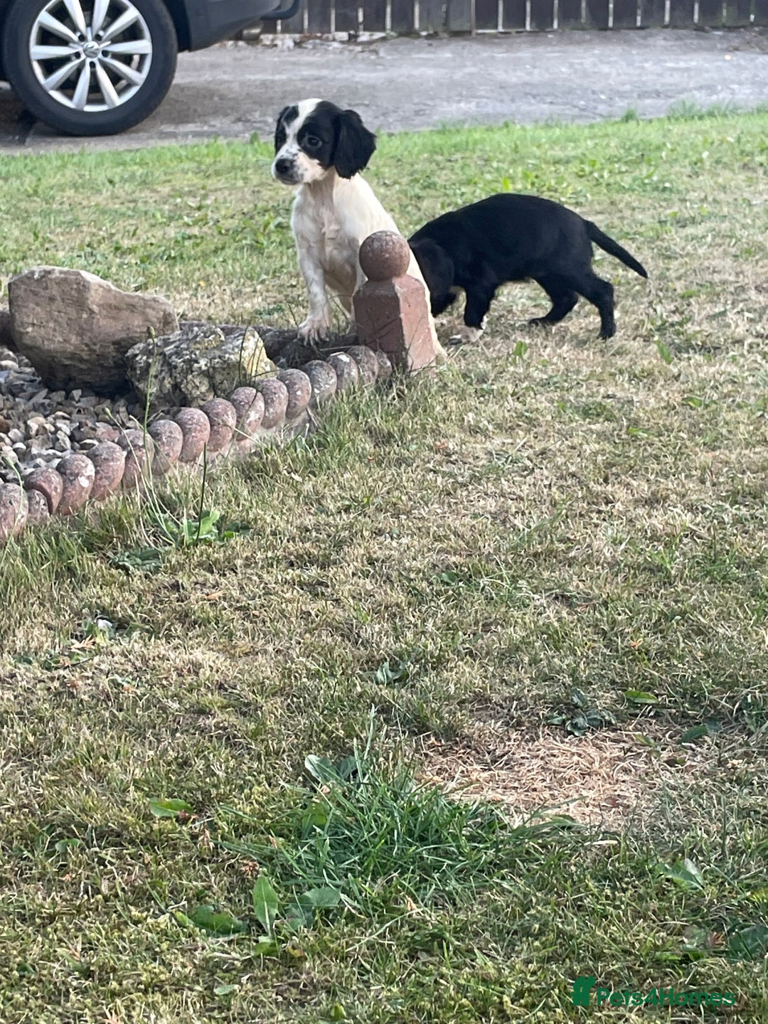 Cocker Spaniel dogs for sale: Cocker spaniel puppies🤩 - Image 10