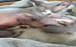 Sphynx cats for sale: Sphynx kittens  - Image 2