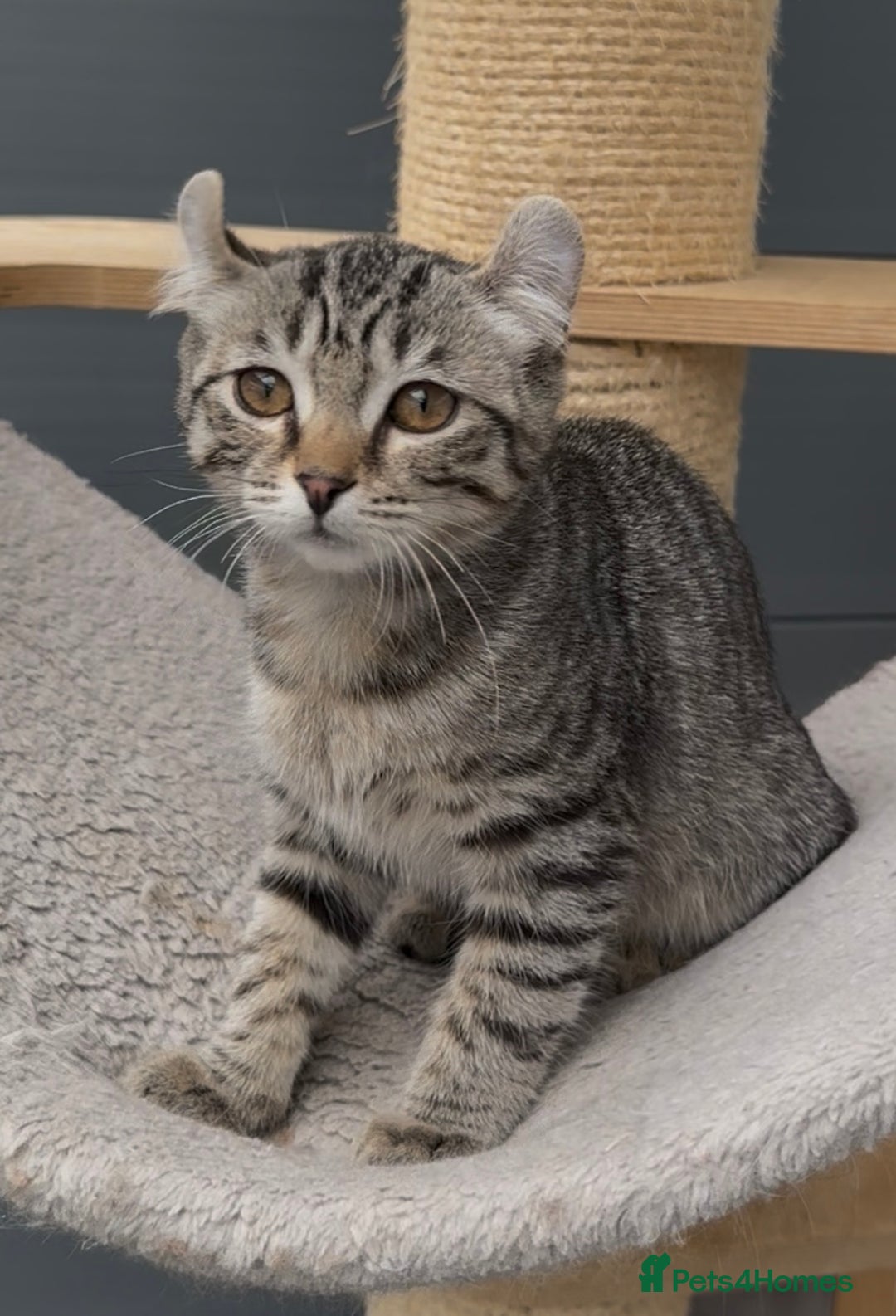 American Curl cats for sale: American curl tabby girl rare breed - Advert 3