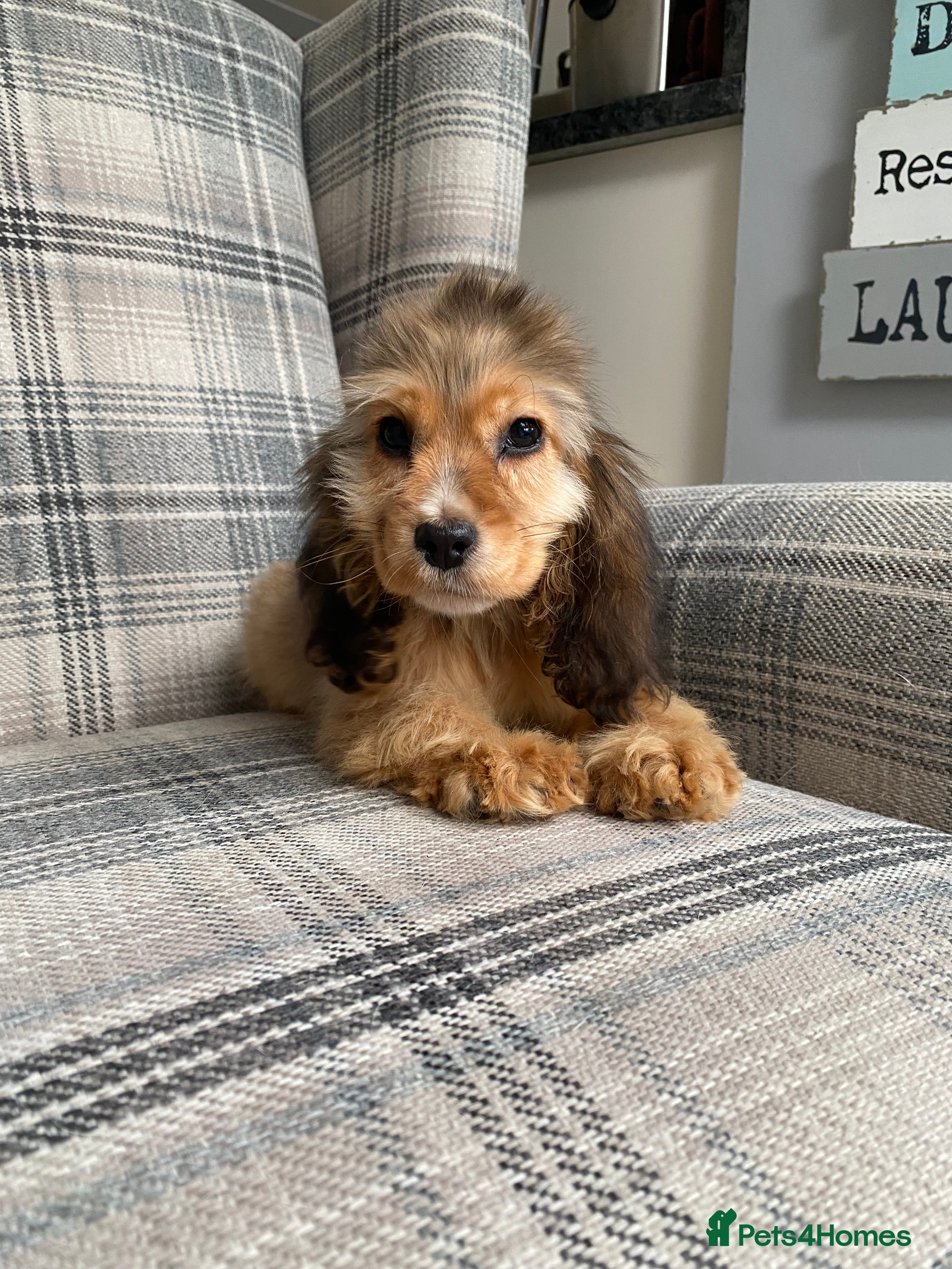 Cocker Spaniel dogs KC SHOW TYPE COCKER REGISTERED - Advert 3