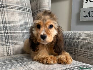 Cocker Spaniel dogs KC SHOW TYPE COCKER REGISTERED - Advert 17