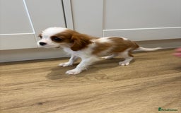 Cavalier King Charles Spaniel dogs for sale: Beautiful King Charles Cavalier puppies for sale  - Image 10