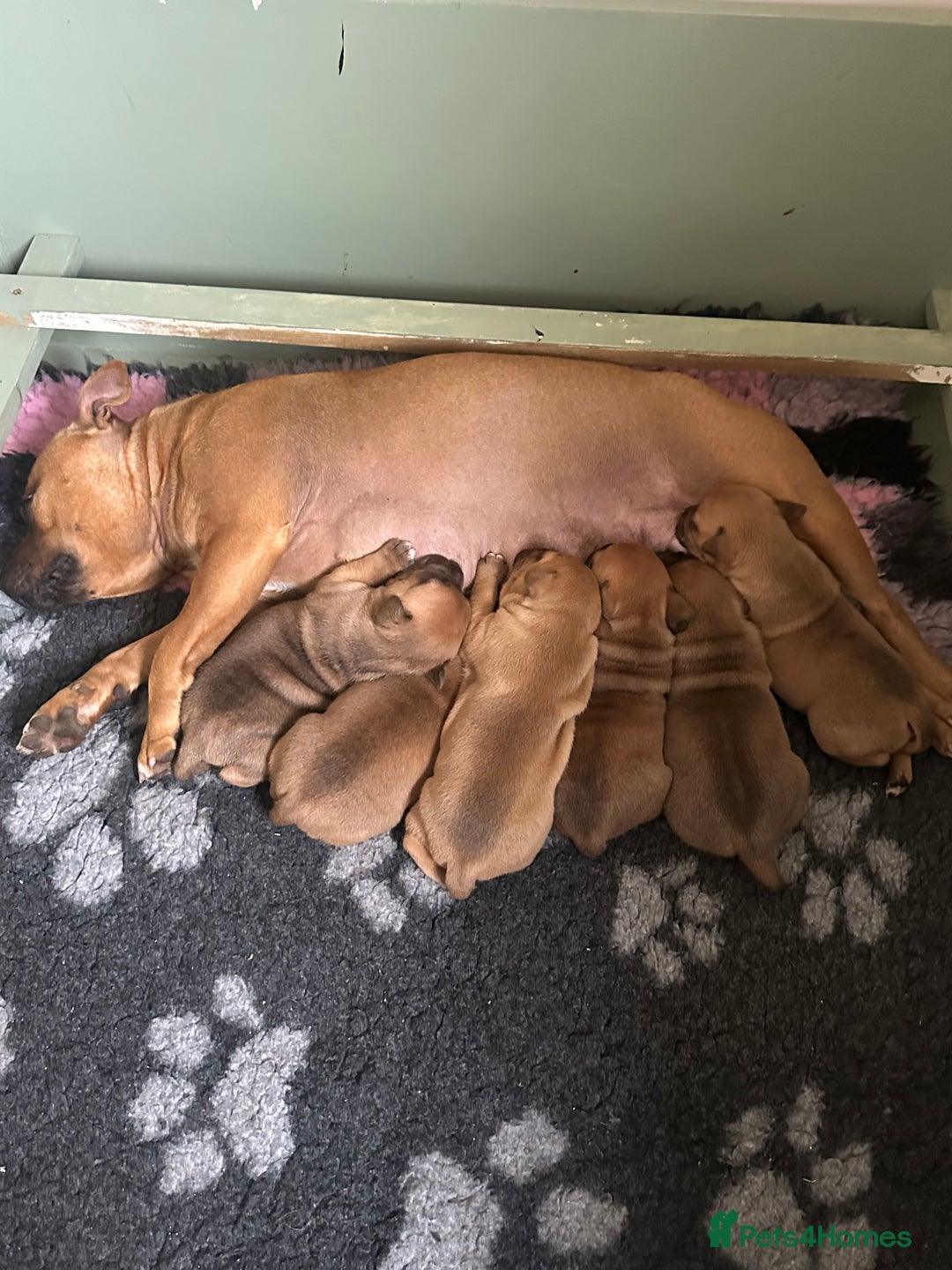 Staffordshire Bull Terrier dogs for sale: Amazing True To Type Staffordshire bull terriers  - Image 10