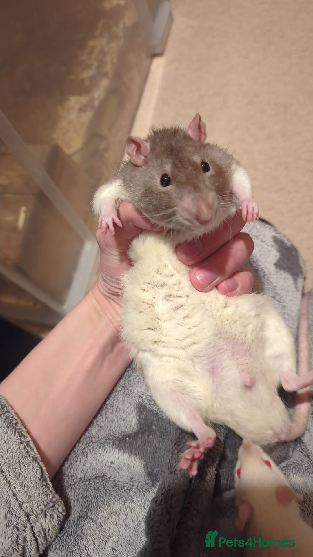 Rat rodents Super tame Large male rex rat - Advert 1