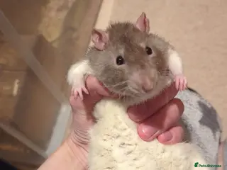 Rat rodents Super tame Large male rex rat - Advert 2