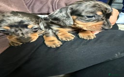 Miniature Dachshund dogs for sale: Miniature Dachshunds Dapple - Image 9