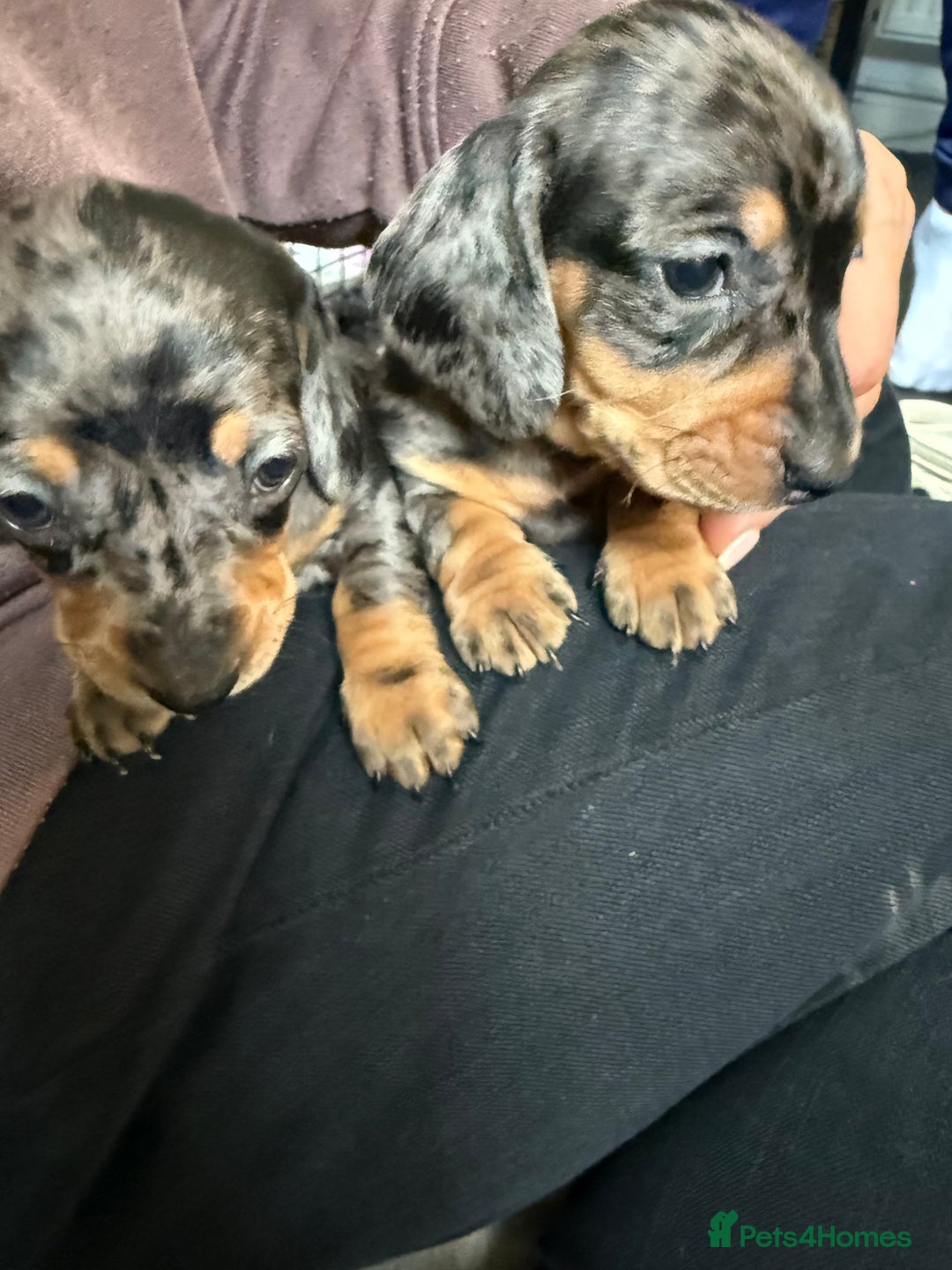 Miniature Dachshund dogs for sale: Miniature Dachshunds Dapple - Image 9