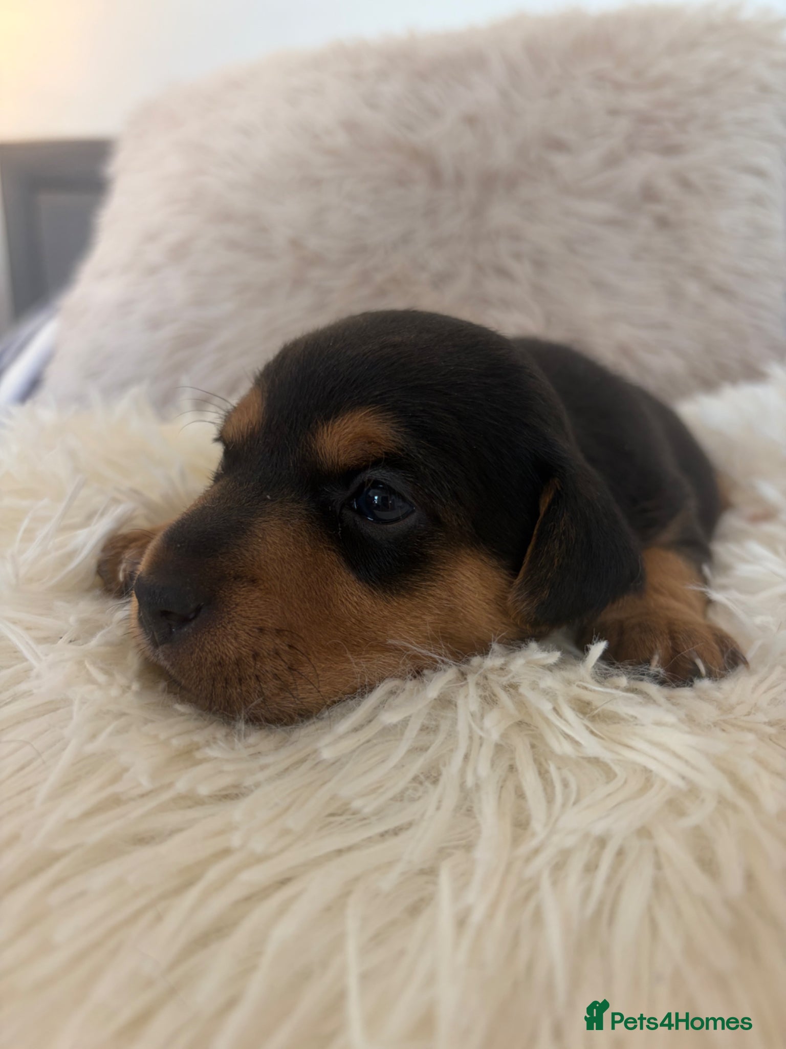 Jack Russell dogs Miniature Jack Russell puppies  - Advert 2
