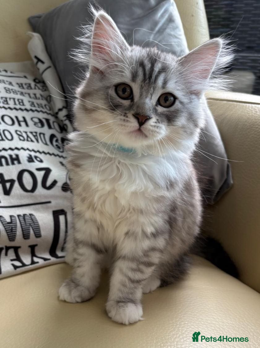 Mixed Breed cats Only 2 Left | Rare Silver Smoke British x Persian - Advert 1