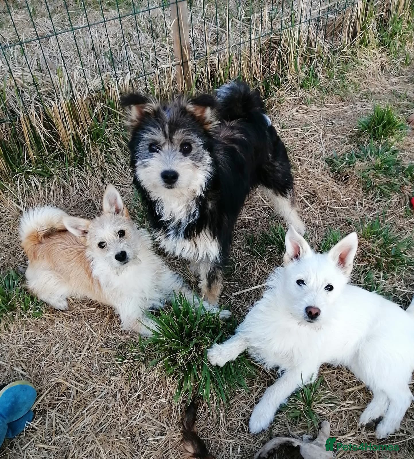Mixed Breed dogs ❤️🐶 KUTUSHA, CINDY & MALIBU - Advert 2