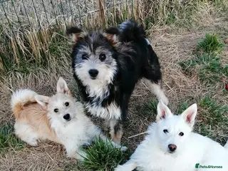 Mixed Breed dogs ❤️🐶 KUTUSHA, CINDY & MALIBU - Advert 2